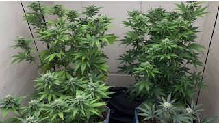 Runtz grow 