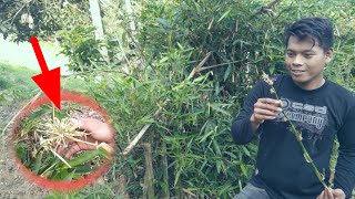 PEMBURU BAMBU PETUK ASLI MENEMUKAN BUNGA BAMBU UNIK SUPER LANGKAH