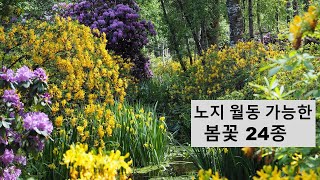 노지월동 가능한 봄꽃 24종(Mid spring flowers)