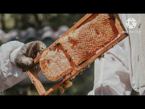 هذا ما يحدث للنحل عند تغيير مكان خليته