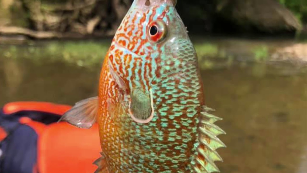 Promo for YouTube Channel Creek Fishing, River Fishing, Kayak Fishing