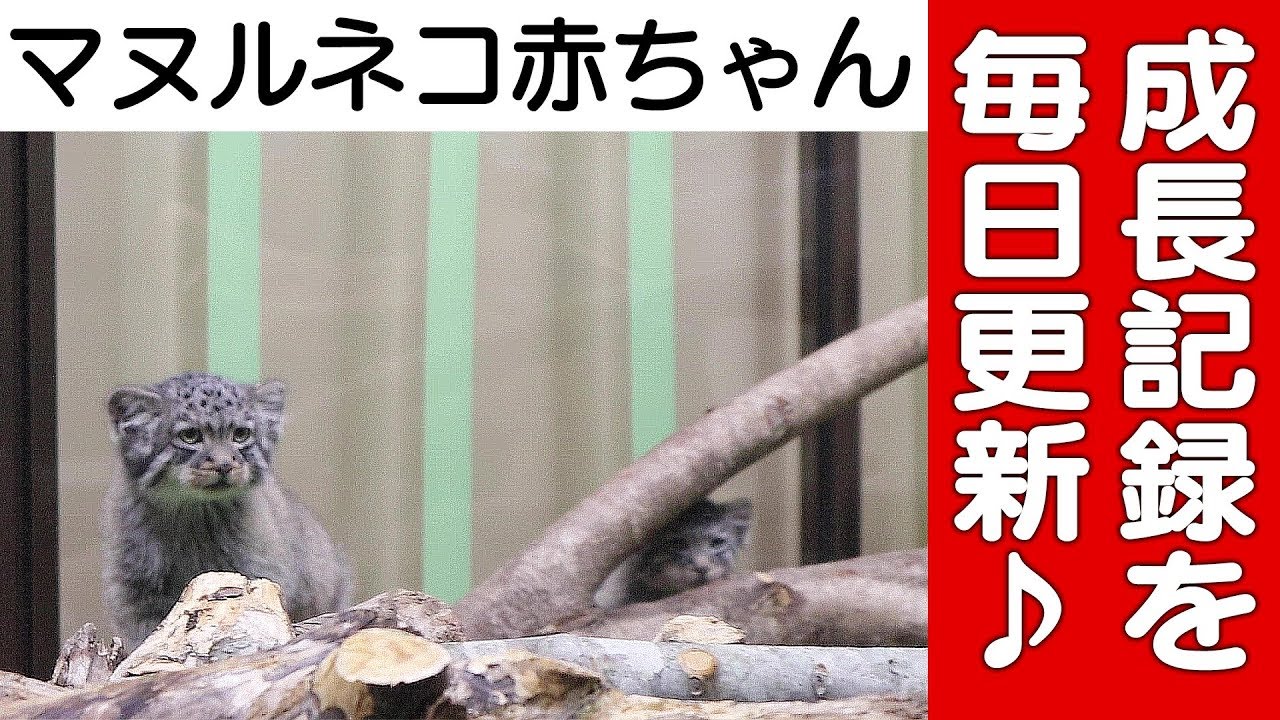 マヌルネコに会える動物園は 謎の狩りをするまん丸猫を見に行こう