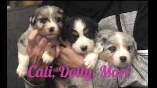 4 week old puppies!! Australian Shepherd Floofers by Davishire Australian Shepherds 283 views 5 years ago 3 minutes, 48 seconds