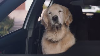 Funny Commercial Dog Driving Lesson Subaru