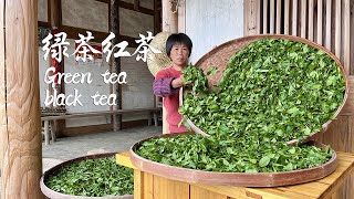 Grandma makes green tea and black tea in the ancient way, fresh and elegant