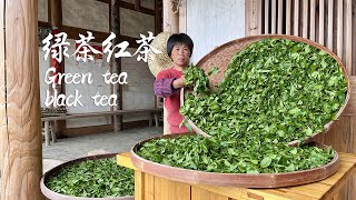 阿嬷古法制作绿茶红茶，绿茶减脂清新淡雅，红茶养胃甘甜香醇丨green tea black tea【闽湖阿嬷Fujian Grandma】
