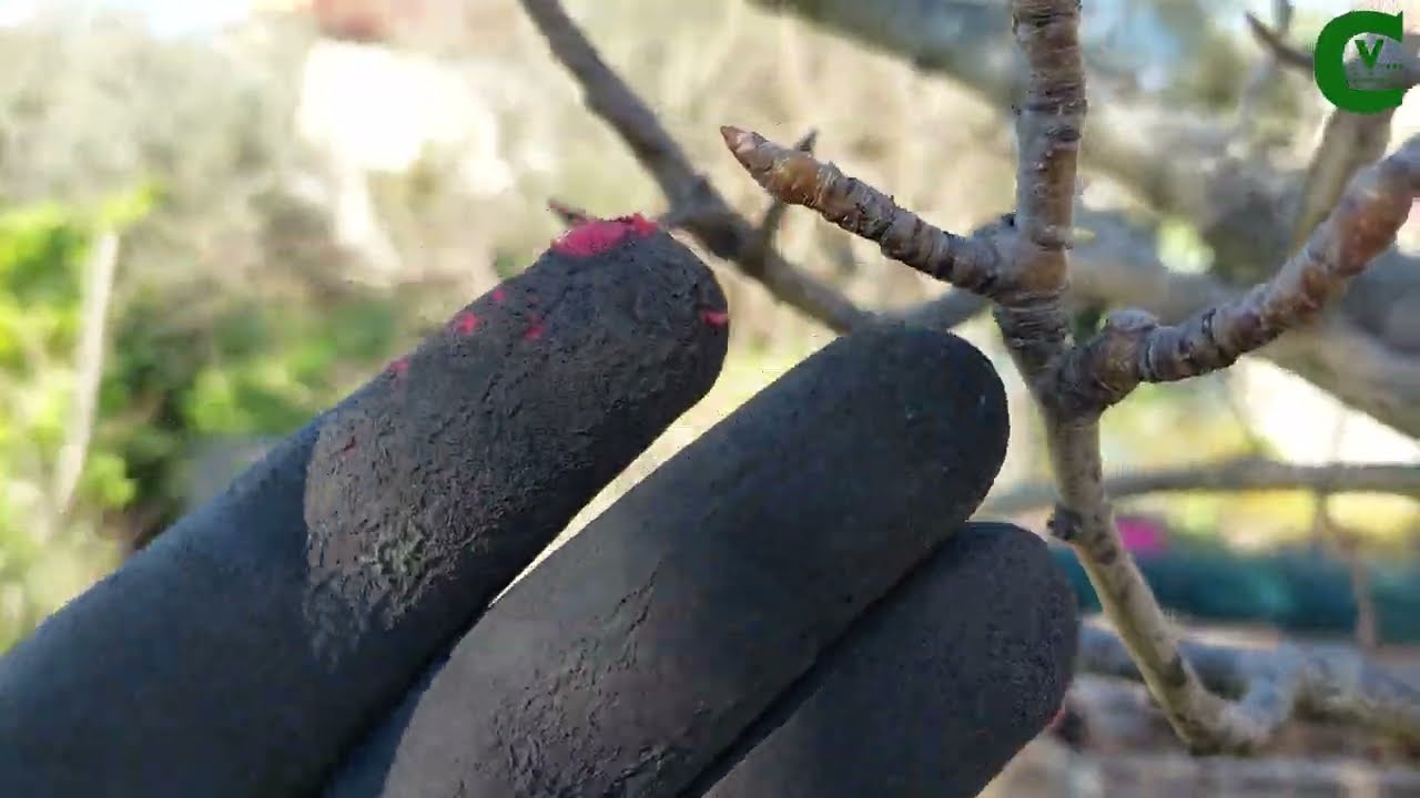 Potatura del pero: come eseguire la potatura, quali rami scegliere. Consigli ed errori da evitare