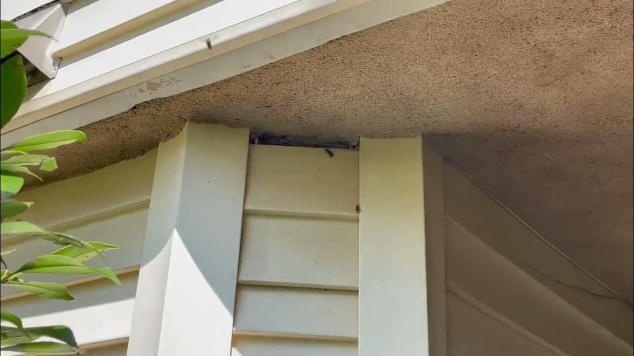 Small Hole in the Siding Allows Yellow Jackets to Nest YouTube