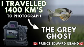 🦅 In Search of the Grey Ghost | 1400km Journey to Photograph the Elusive Northern Harrier