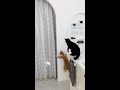 光の反射で遊ぶ猫たち　Cats Play With Mirror Sunlight Reflection【Shorts】 #cat #catlover #shorts