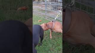 Games Bred Apbt True Bulldogs