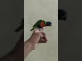 Swinson lori tamed Available in Ahmedabad| A4 Aquarium | #birds #pets
