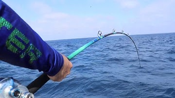 Guadalupe Island Phenix Hybrid