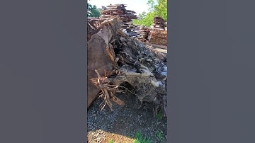 Incredible Black Walnut Root Slabs #shorts #short #sawmillwoodworking #walnut #wickedwoodsnwllc