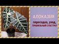 АЛОКАЗИЯ. Как пересадить. Состав грунта. Уход после пересадки. Первая пересадка в домашних условиях