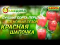 Лучшие Сорта Перца на 2021 год. Урожайность 9-10 кг/м2 - Сорт Красная Шапочка