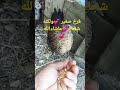كتكوت صغير ولكنه شجاع شاهد