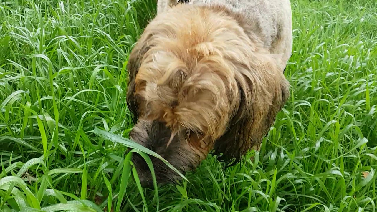 Waarom Braakt De Hond Onverteerd Voedsel Uit Dieren 2021