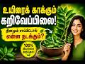உயிரைக் காக்கும் கறிவேப்பிலை! தினமும் சாப்பிட்டால் என்ன நடக்கும்? 🌿