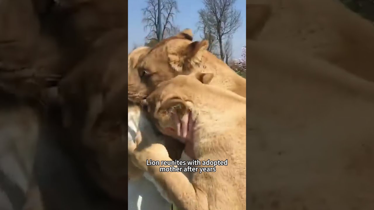 Lion Reunited With Rescuers Reunreunited Meet