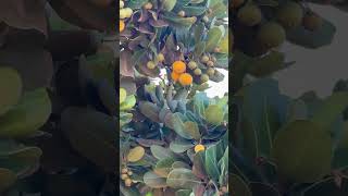 Você Conhece O Abricó? Fruta Nativa Do Litoral Capixaba Brasileito