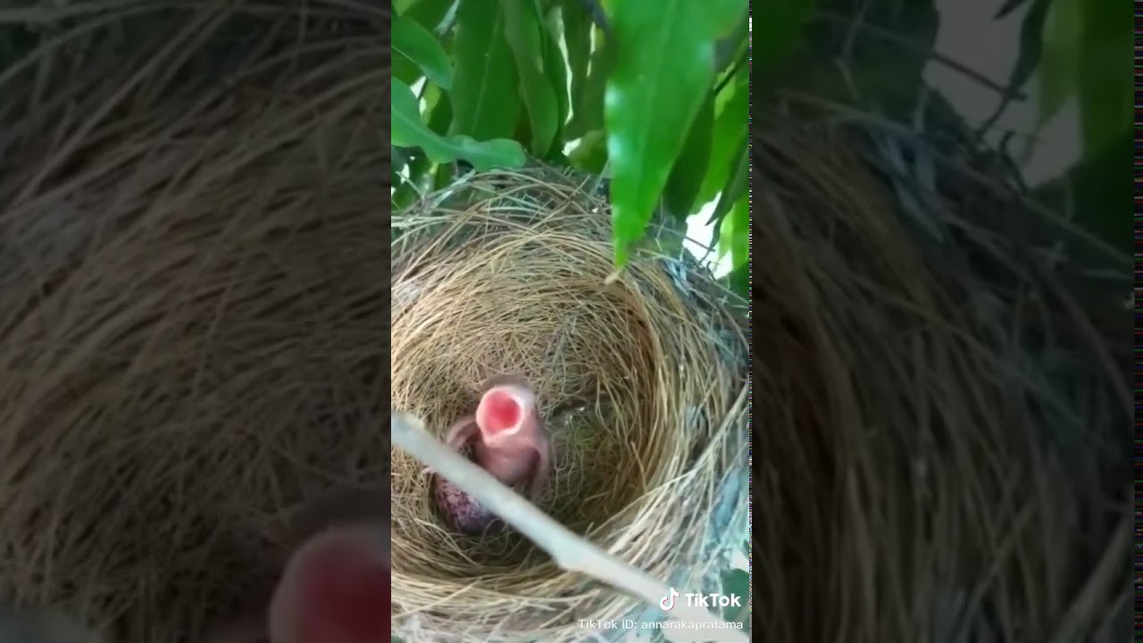 Burung ajaib bisa ketawa - YouTube