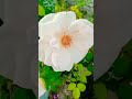 dianthus flower plant,penzy, terrace garden, winter season blooming #garden #shorts #youtubeshorts