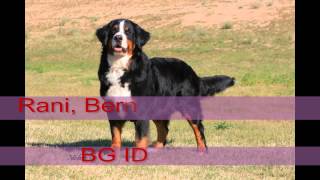 Download Lagu Rani MP3