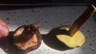 Xerocomellus Chrysenteron - Red Cracking Bolete vs. Paxillus involutus Brown roll-rim be careful