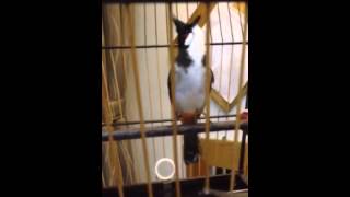 Download Lagu Jambul Singing MP3