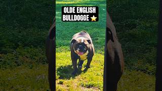 TOP DOGS’ Donna💖Board n Breed going to TROLLZ