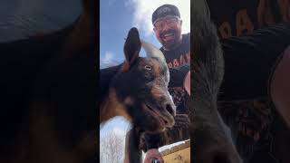 Feral Frank Destroys The Berry Bush.