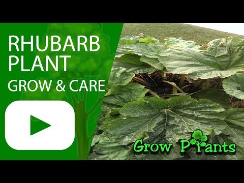 Rhubarb plant - grow, care & harvest