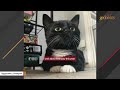 Sweet cat will never get bigger than a kitten for sad reason