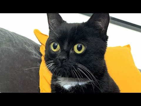 Video: 15 ganger som bor med en katt, fikk det rart