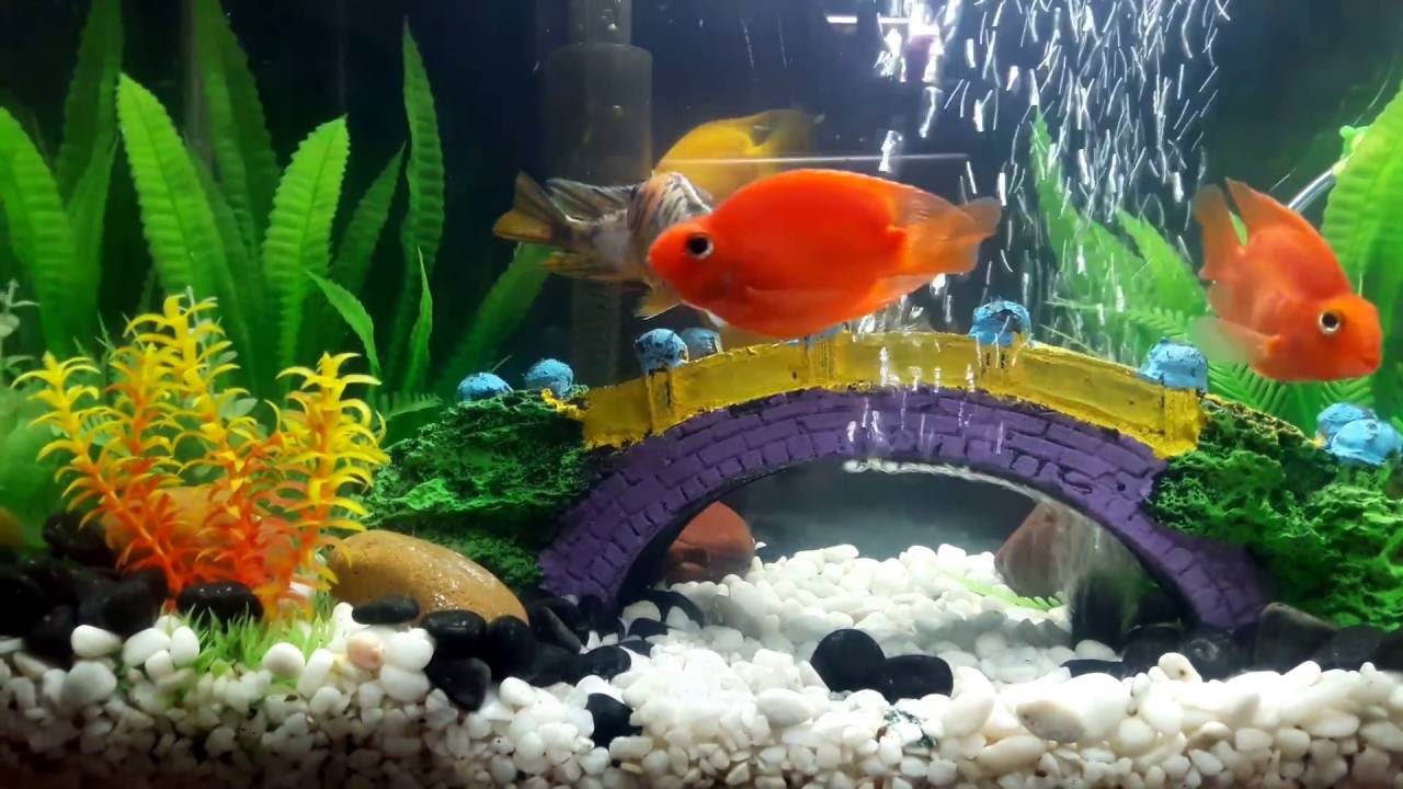 blood parrot cichlid tank