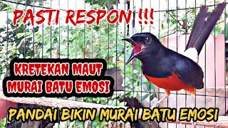 PANCINGAN MURAI BATU GACOR EMOSI ‼️ BIKIN MURAI BATU APAPUN LANGSUNG BUNYI DAN EMOSI