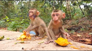 Baby Royston and Zuri enjoy eating mangoes together without being disturbed