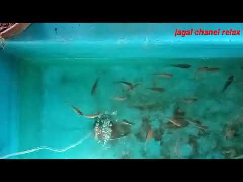 The sound of gurgling water in the pool