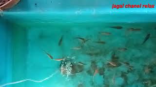 Download Lagu Suara gemericik air di kolam MP3