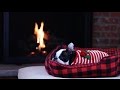 Boston Terrier Yule Log  - Rover.com