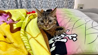 猫が朝寝坊したので心配になって起こしに行った結果w