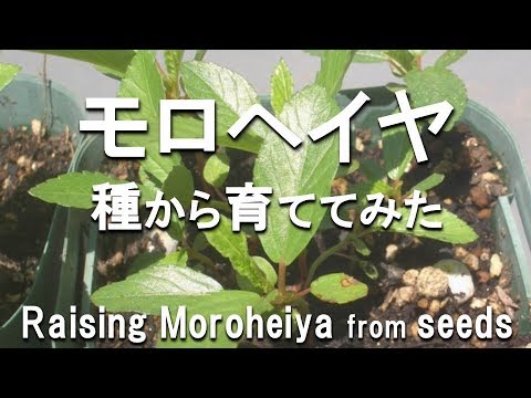 モロヘイヤ 種から栽培 収穫と料理 Youtube