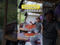 cabai orka ini saya buat interval pemetikan seminggu sekali