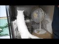 妹とクッキング/扇風機片付け/コーヒー