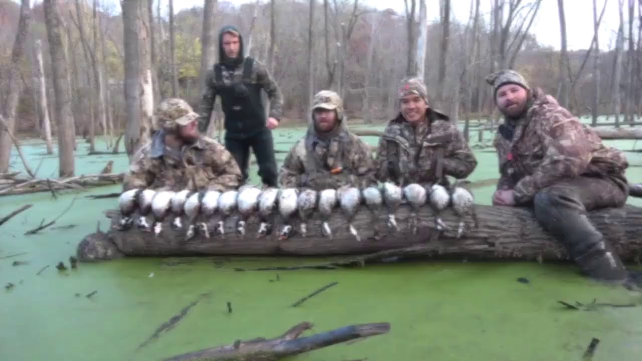 Minnesota Duck Hunting Flooded timber wood ducks (public land) YouTube