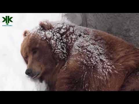 Hayvanlarda kış uykusu ve yaz uykusu belgeseli