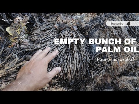 Video: Oil palm saan ito tumutubo?