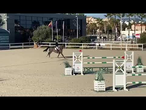 Mona de Regor 135 CSI2** Oliva