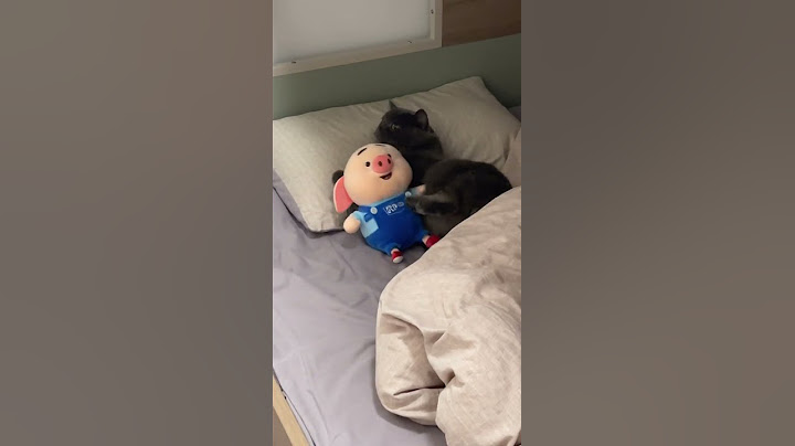 #猫 #猫咪 在家米饭不吃，老鼠也不抓，整天只会抱着这只猪睡大觉